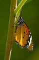 251 Afrikanischer Monarch - Danaus chrysippus